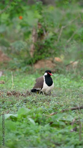 Red-wattled Lapwing standing on short grass, green forest edge