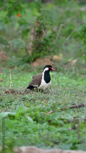 Red-wattled Lapwing with two chicks on grassland