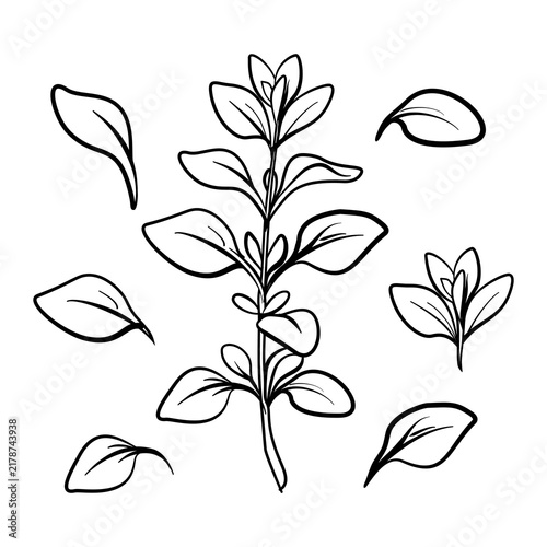 set of hand drawn black and white line art  leaves for coloring page or book