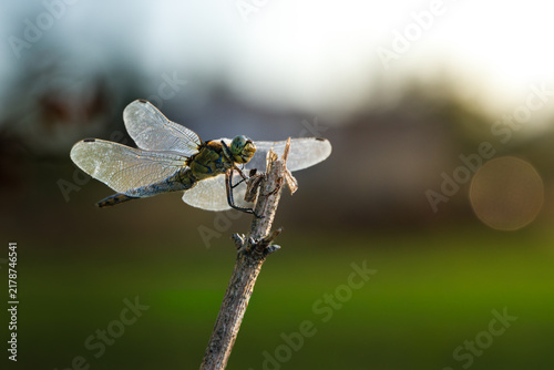 Foto Libellula
