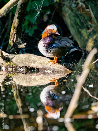 Foto Mandarin duck on a log in the lake