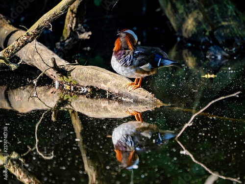 Bild auf Leinwand Mandarin duck on a log in the lake