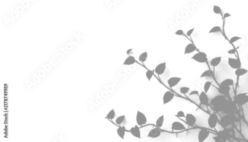Shadow of plant leaves isolated on transparent background