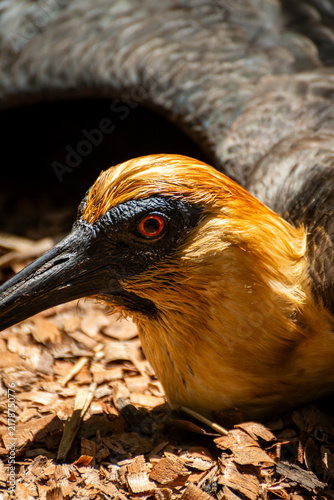 Close-Up Golden-Headed Heron Portrait Lying on Wood Chips With Detailed Beak and Eye
