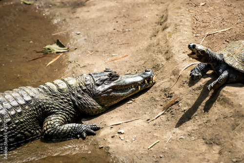 Alligator Facing Turtle on Muddy Bank in Sunlit Wildlife Habitat