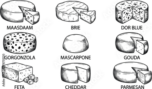 Foto Hand drawn cheese wheel collection set featuring maasdam brie dor blue gorgonzol