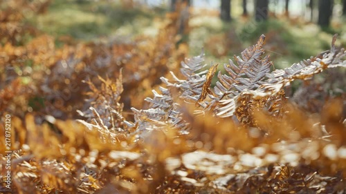 Golden autumn fern leaves glowing in sunlight in peaceful forest in Finland. Warm seasonal atmosphere, calm mood, bright natural light and nature lifestyle concept.