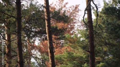 dry trees in the forest