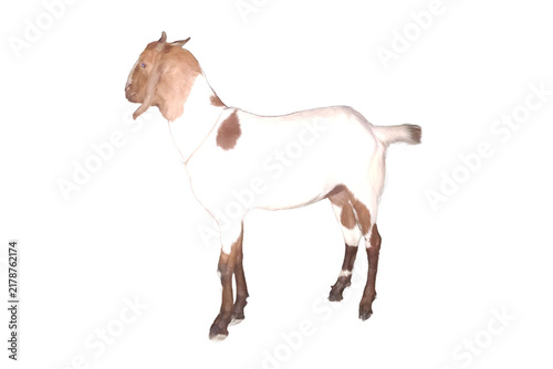 Bild auf Leinwand Boer Goat Isolated on Transparent Background – White and Brown Domestic Farm Goa