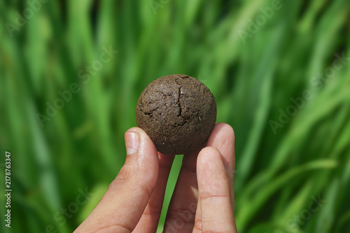 Hand Holding Organic Seed bomb or Seed Ball
