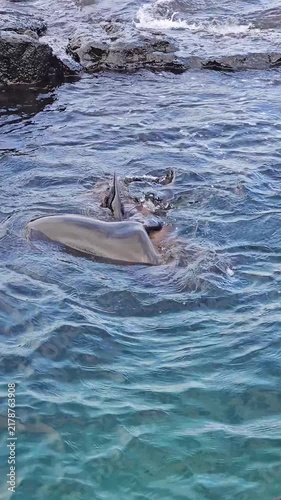 Sea lions swimming and playing in water by rocky shore of Galapagos Islands vertical video