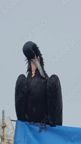 Male frigatebird with ruffled feathers grooming while bobbing up and down on ship vertical video