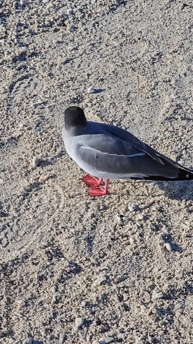 Swallow-tailed gull standing on windy beach of Galapagos Islands then walks away vertical video