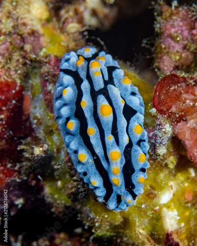 Canvastavla Nudibranch