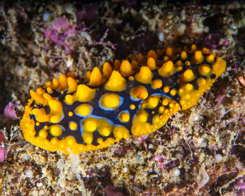 Canvastavla Nudibranch