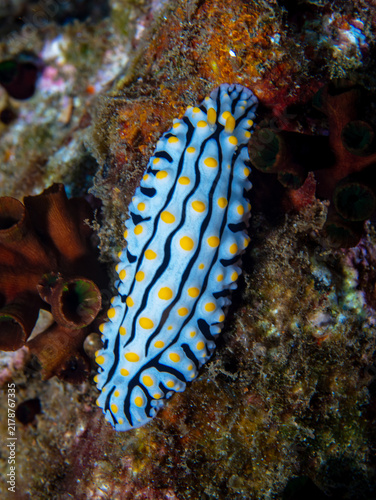 Quadro su tela Nudibranch
