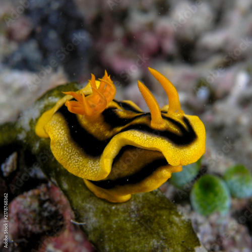 Bild auf Leinwand Nudibranch