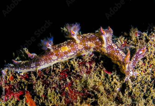 Quadro su tela Nudibranch
