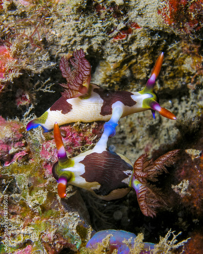 Nudibranch