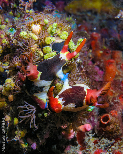 Nudibranch