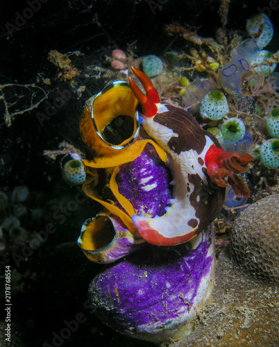 Nudibranch