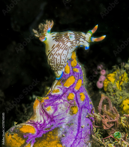 Nudibranch