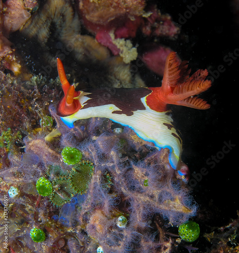 Nudibranch