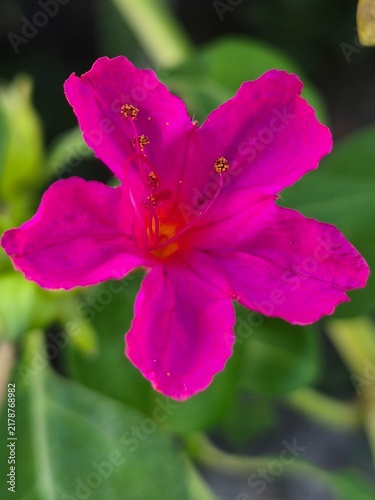 Foto Magenta flower, *Mirabilis jalapa*, blooming amidst green foliage; known as the marvel of Peru