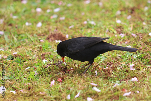 Blackbird standing on a lawn	