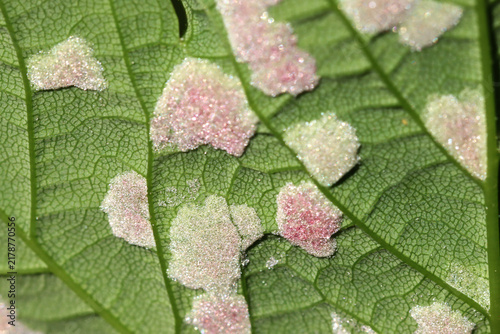 Eggs on a green leaf