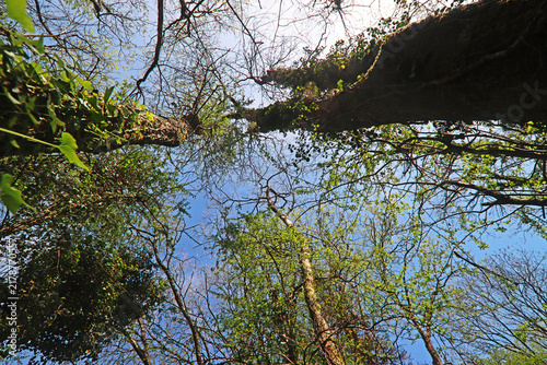 Looking up trees in Spring