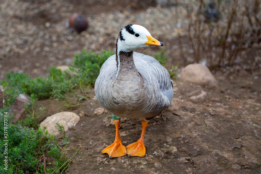 Obraz premium A mountain goose standing on the ground on a bright sunny day. Animals, birds, ornithology, ecology.