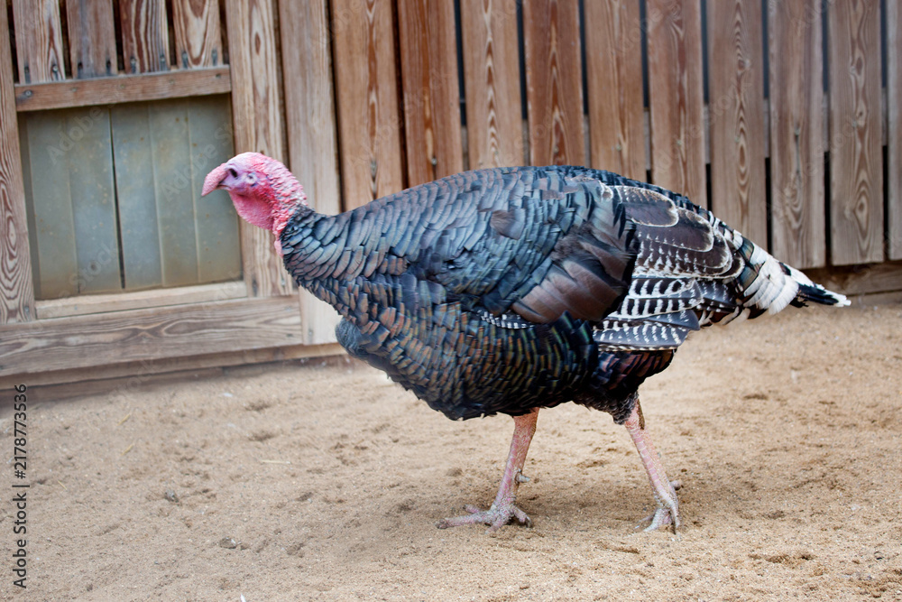 Obraz premium A domestic turkey standing on the ground on a bright sunny day. Animals, birds, ornithology, ecology.
