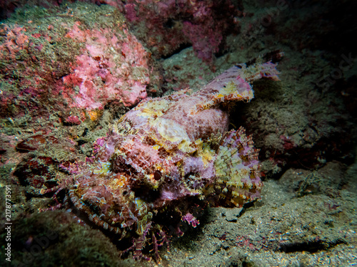 Bild auf Leinwand Camouflaged stonefish blending perfectly into the rocky coral reef substrate underwater