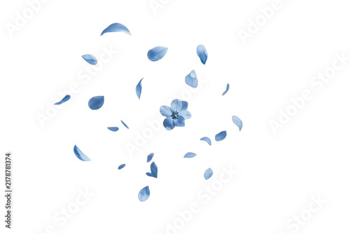 Small scattered blue petals and floral fragments