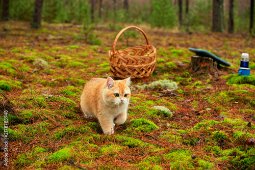 A fluffy golden British Shorthair cat walks through a pine forest covered in moss and pine needles, with a woven basket nearby and Thermos and camping seat on a tree stump.