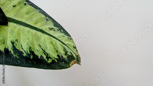 houseplant leaf dieffenbachia with light green and dark green patterning, showing slight browning and damage along the margin, positioned on the left side against background with copy space