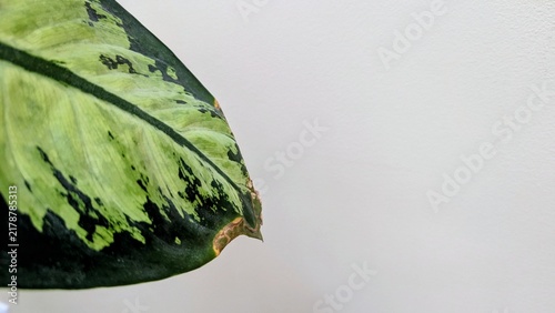 tip of a variegated houseplant leaf with light green and dark green patterning, showing slight browning and damage along the margin, positioned on the left side against background with copy space