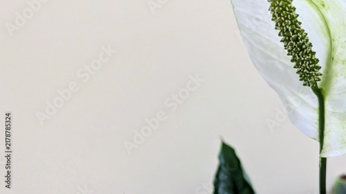 white peace lily (Spathiphyllum) flower against a light minimalist background. Elegant houseplant with ample copy space on the left, ideal for home decor and wellness.