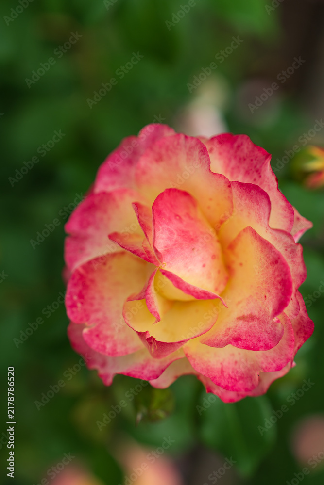 Fototapeta premium pink rose in garden