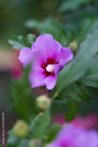 pink flower in the garden