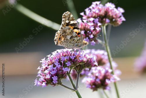 Obraz na plátně Painted Lady (Vanessa Cardui) Butterfly perched on purple flower in Zurich, Swit