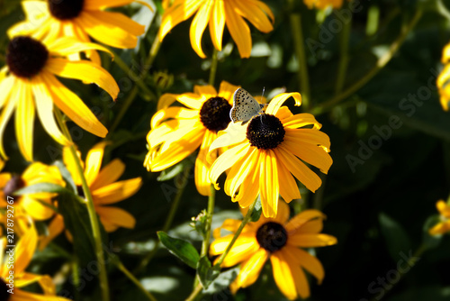 Fotografie Male Sooty Copper (Lycaena tityrus) butterfly sitting on a yellow rudbeckia hirt
