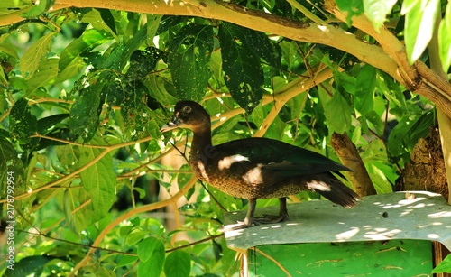 Foto A dark brown Muscovy duck stands perched on top of a green wooden structure shel