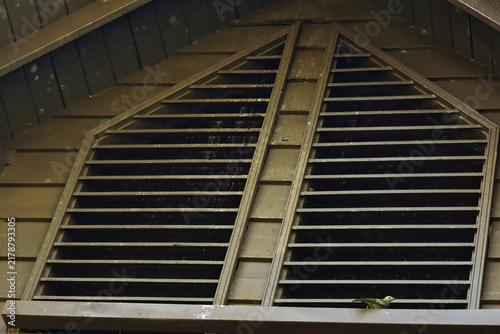 A pale-green tanager (Thraupidae) sits perched on the wooden ledge of a large, brown slatted window vent on a rustic building