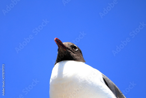 фотографія Black-headed gull perched on a piling in the harbor