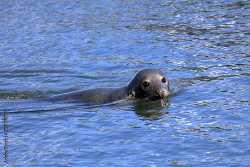 Fotografie Seal looking directly into camera with soulful eyes and adorable expression