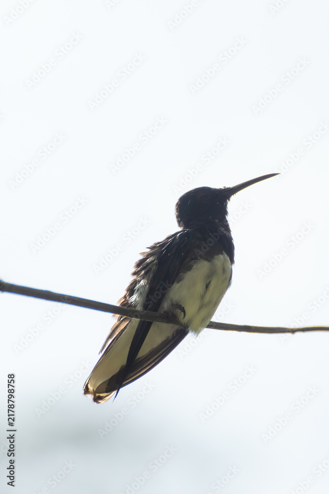 Obraz premium High contrast scene with a hummingbird rests on a delicate branch