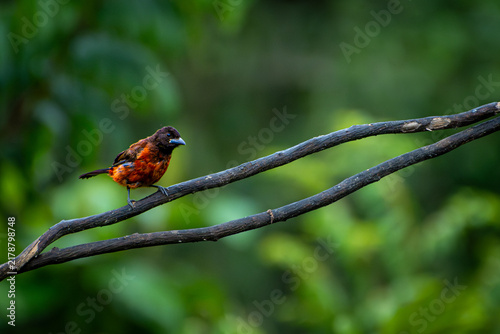 Colorful Orange and Black Bird Perched on Branch With Green Bokeh Background in Forest