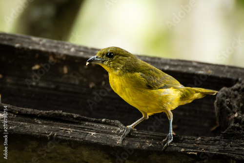 Yellow Songbird Perched on Weathered Wood Close-Up Wildlife Portrait in Natural Light